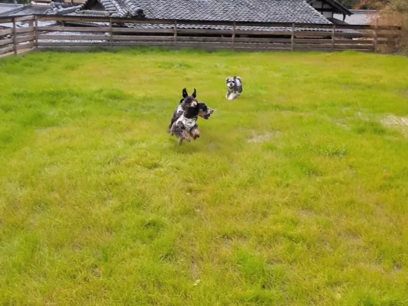 Dog cafeあのぴの画像1