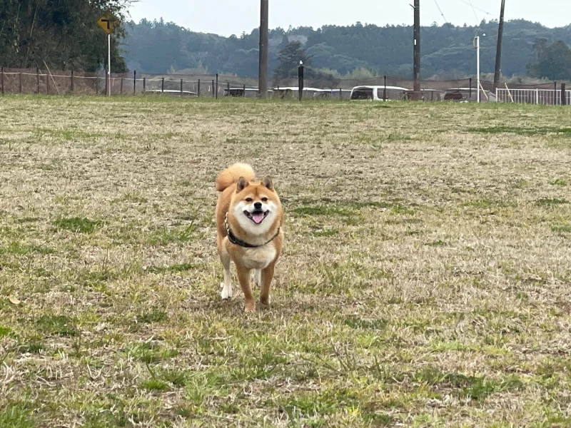 橘ふれあい公園の画像1