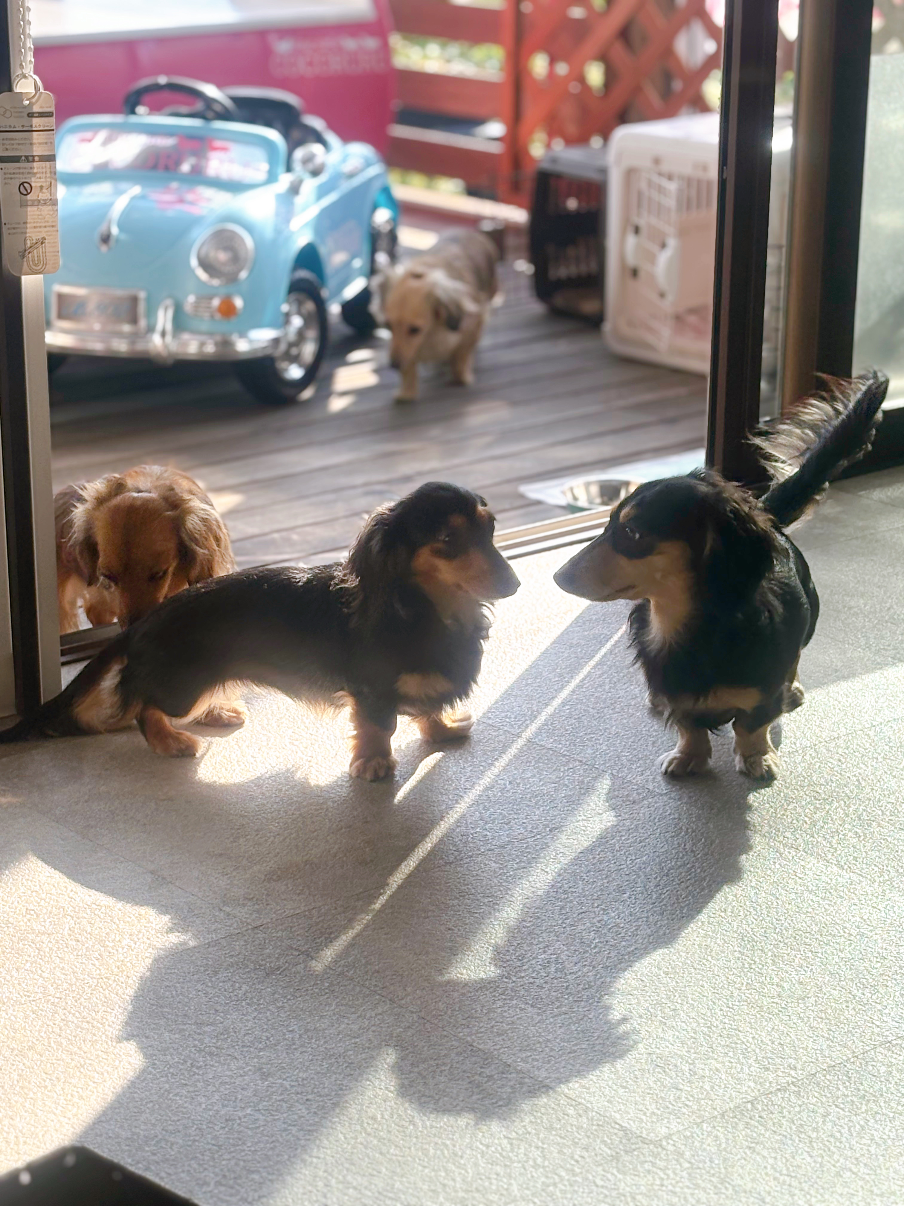 ドックカフェ COCORURU(ココルル)の画像6