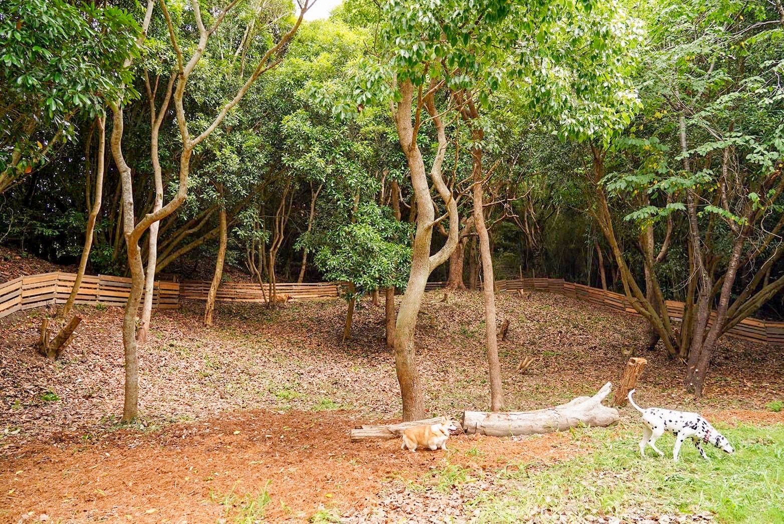 THE DOG DEPT GARDEN RESORT 館山犬石の画像3