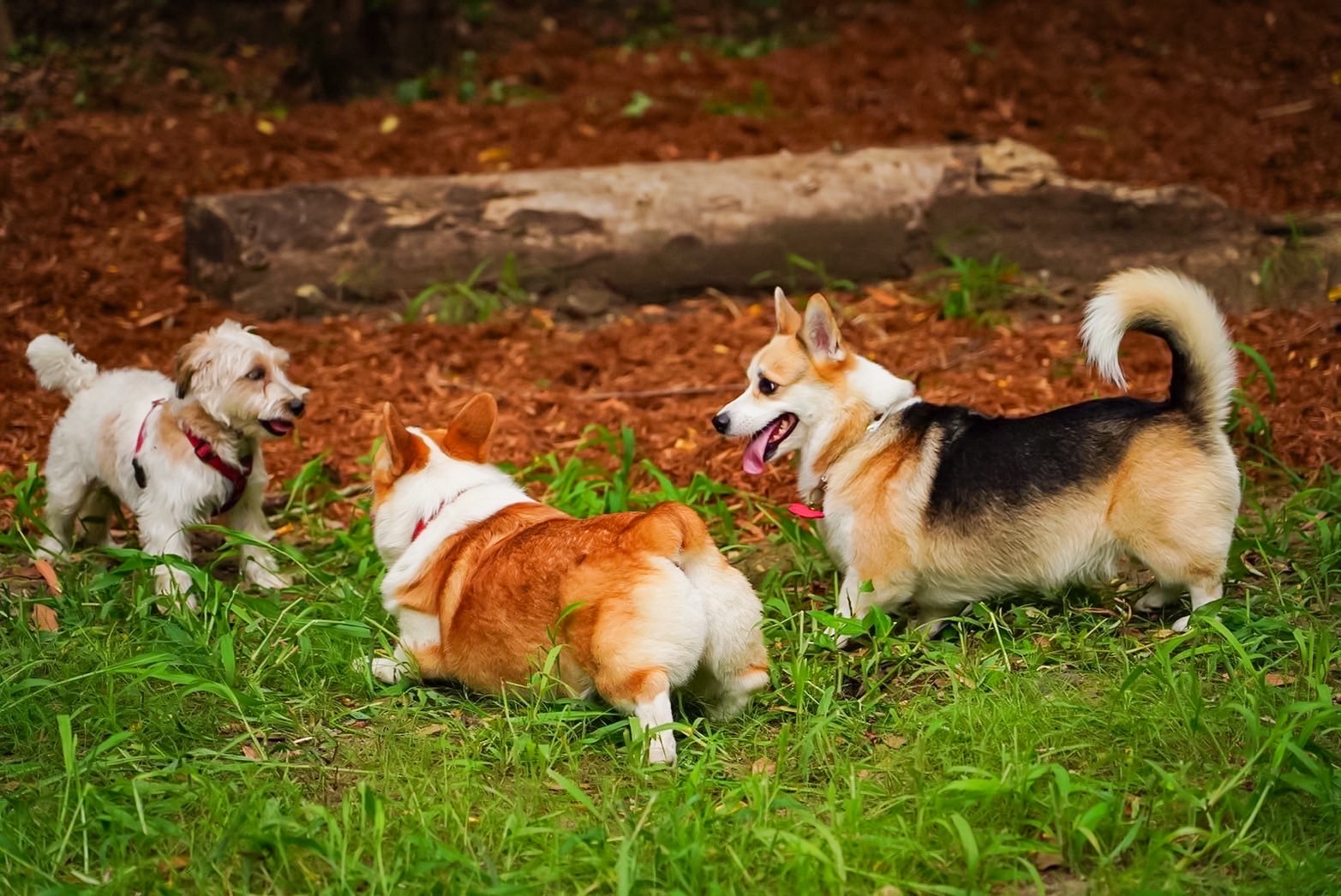 THE DOG DEPT GARDEN RESORT 館山犬石の画像4