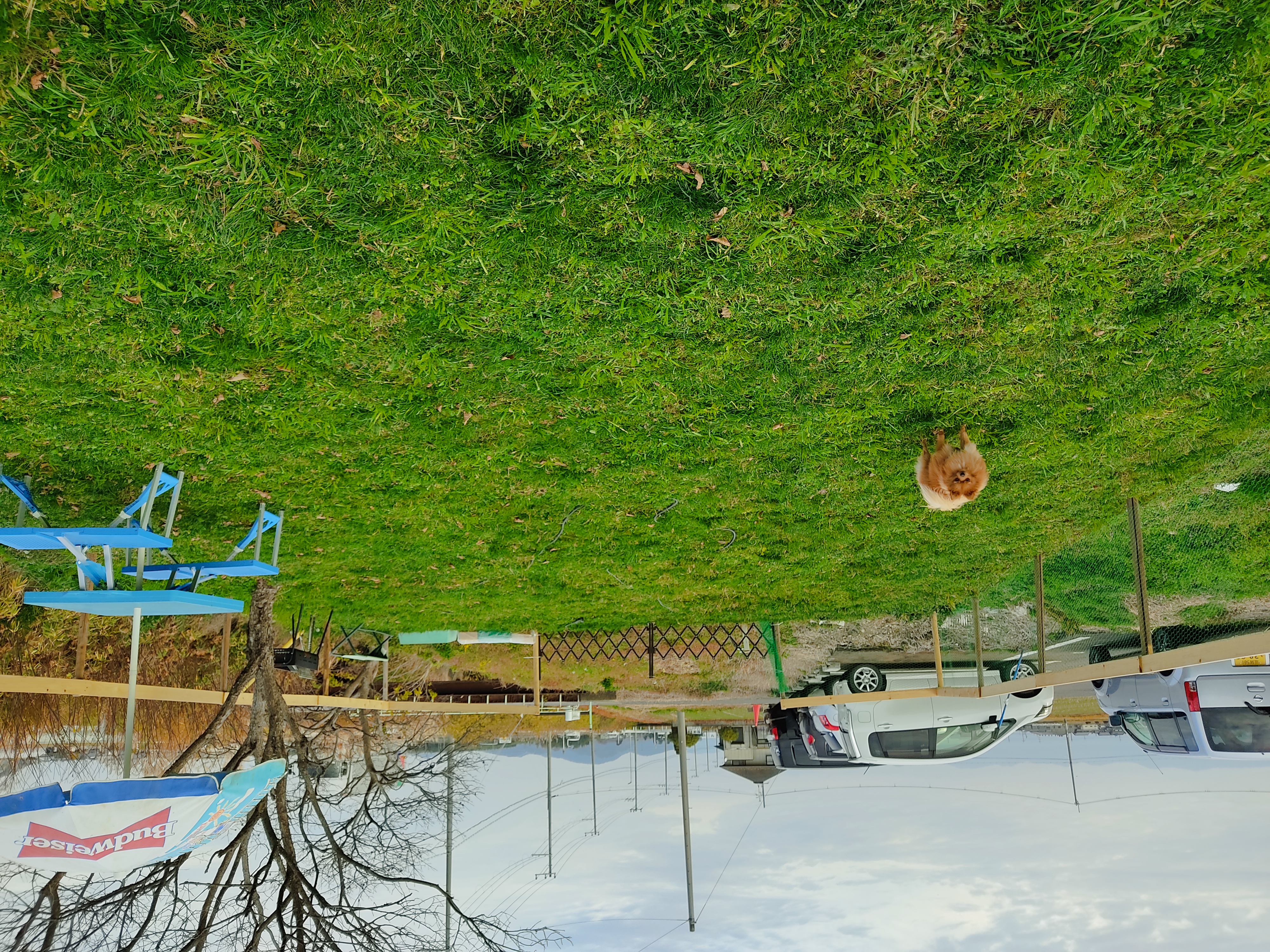 あすなろドッグランの画像4