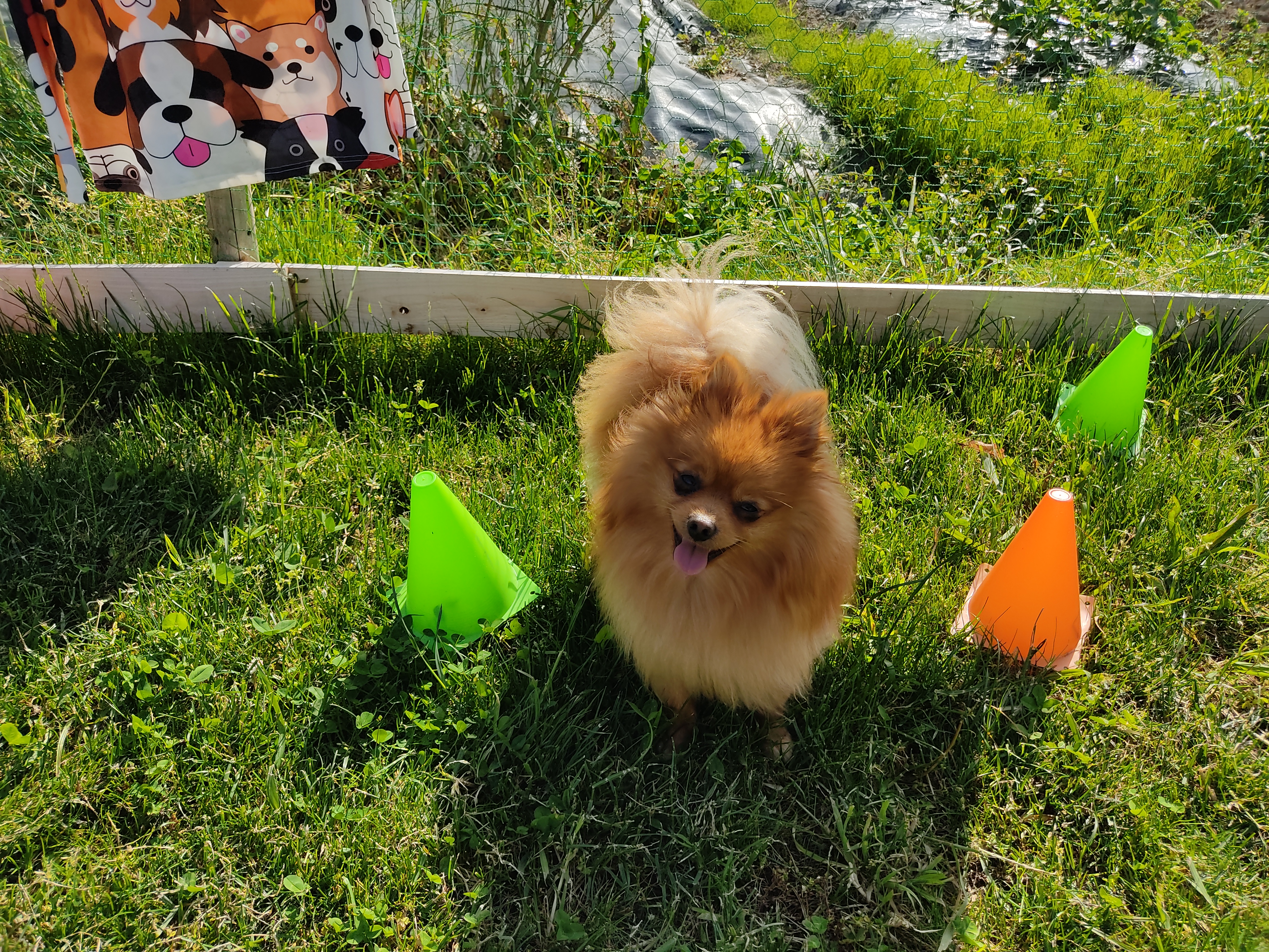 あすなろドッグランの画像6